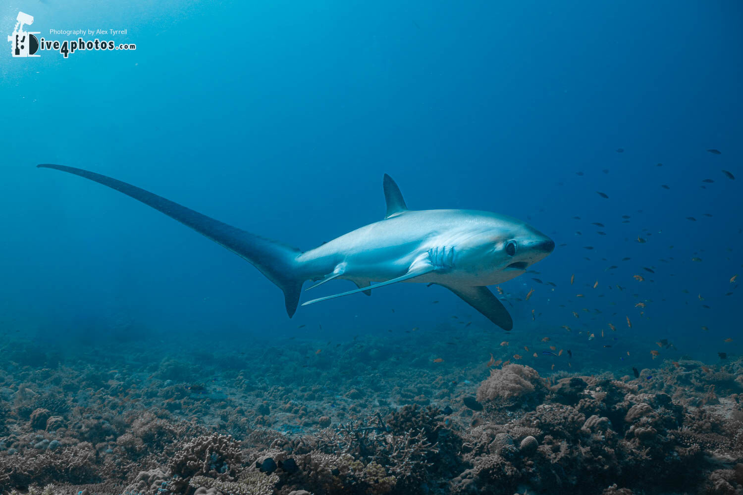 Side profile of a pelagic thresher shark at Kimud Shoal showing the upper caudal lobe of the tail extending almost the full length of the body.