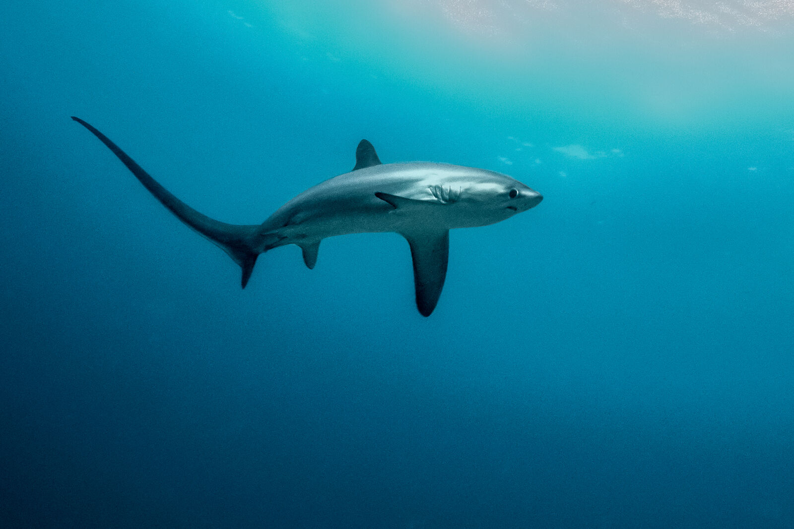 A pelagic thresher in open water away from any reef, in the deep blue habitat where the species spends most of its life.